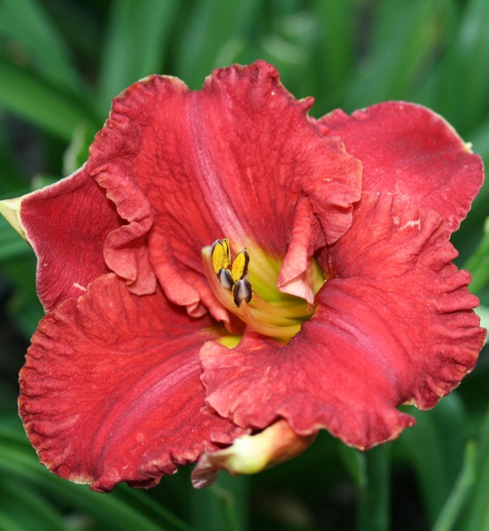 Daylily - Hemerocallis 'Aruba Red' from RFGN readingfeedandgardennew Upgrade