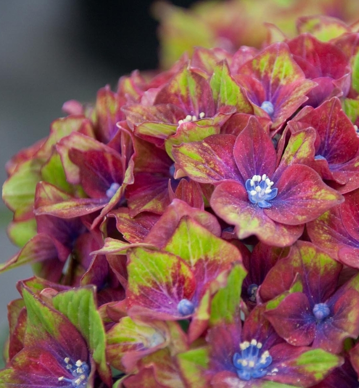 Hydrangea - Hydrangea macrophylla 'Pistachio' from RFGN readingfeedandgardennew Upgrade