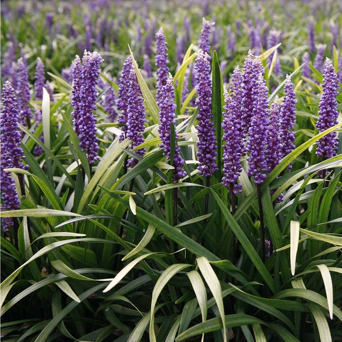 Liriope - Lirope muscari 'Royal Purple' from RFGN readingfeedandgardennew Upgrade