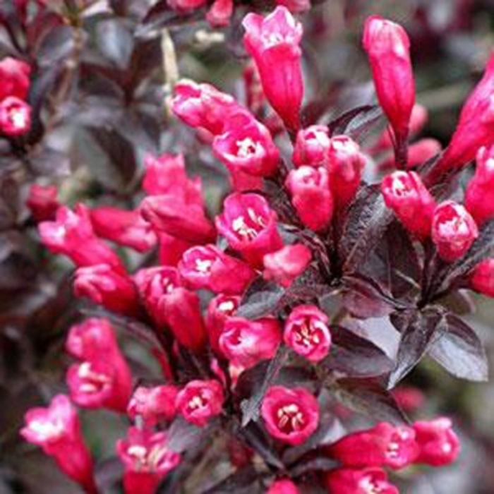 Merlot Rose Weigela - Weigela 'Bokrafive' from RFGN readingfeedandgardennew Upgrade