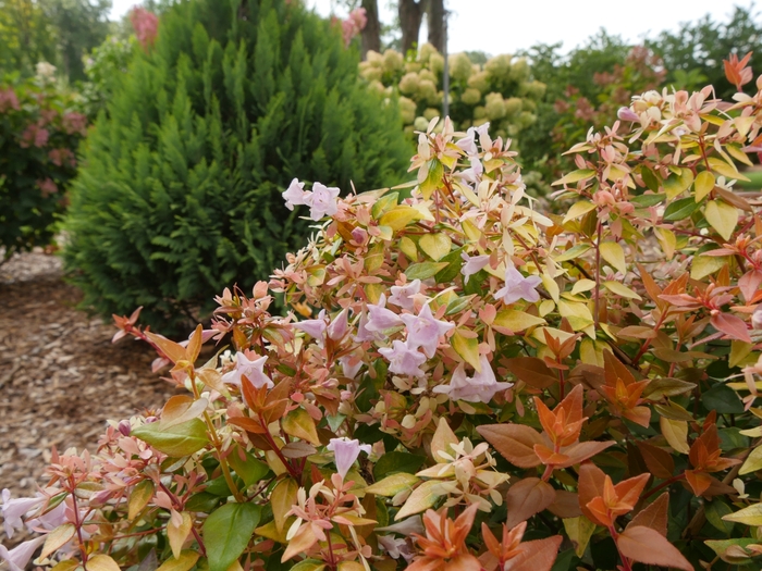 Funshine® - Abelia x grandiflora 'Minacara1' PP30430 from RFGN readingfeedandgardennew Upgrade