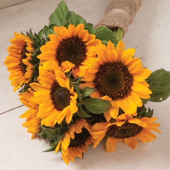 Sungold Sunflower - Helianthus annuus 'Sol de Oro' from RFGN readingfeedandgardennew Upgrade