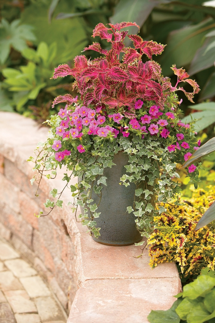 Proven Accents® Glacier - Hedera helix 'Glacier' (Glacier Ivy) from RFGN readingfeedandgardennew Upgrade