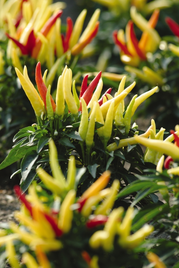 Hot Pepper - Capsicum annuum 'Chilly Chili' from RFGN readingfeedandgardennew Upgrade