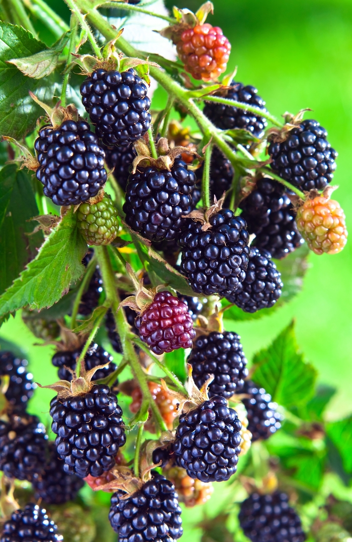 Arapaho Blackberry - Rubus 'Arapaho' from RFGN readingfeedandgardennew Upgrade