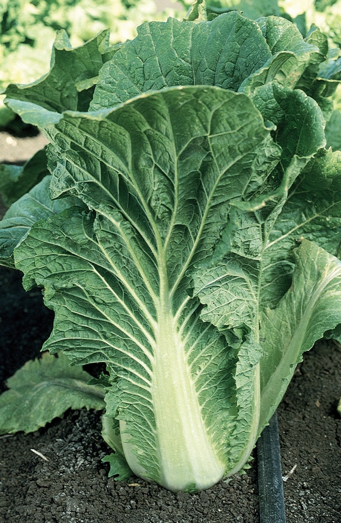 Chinese Cabbage-Michihli - Brassica rapa from RFGN readingfeedandgardennew Upgrade