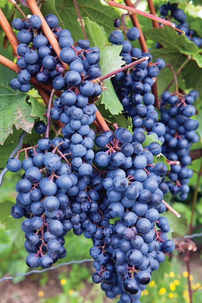 Concord Grape - Vitis labrusca 'Concord' from RFGN readingfeedandgardennew Upgrade