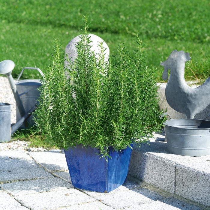 Common Rosemary - Rosmarinus officinalis from RFGN readingfeedandgardennew Upgrade