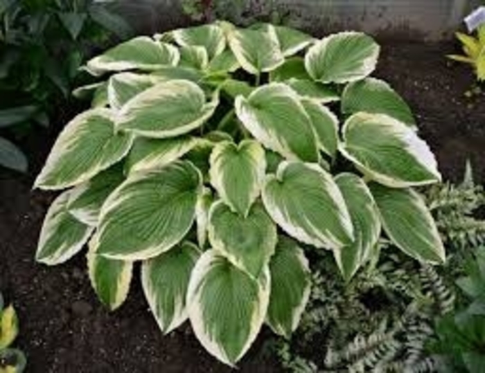 'Alex Summers' Hosta - Hosta 'Alex Summers' from RFGN readingfeedandgardennew Upgrade