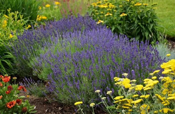 English Lavender - Lavandula angustifolia 'Hidcote Blue' from RFGN readingfeedandgardennew Upgrade