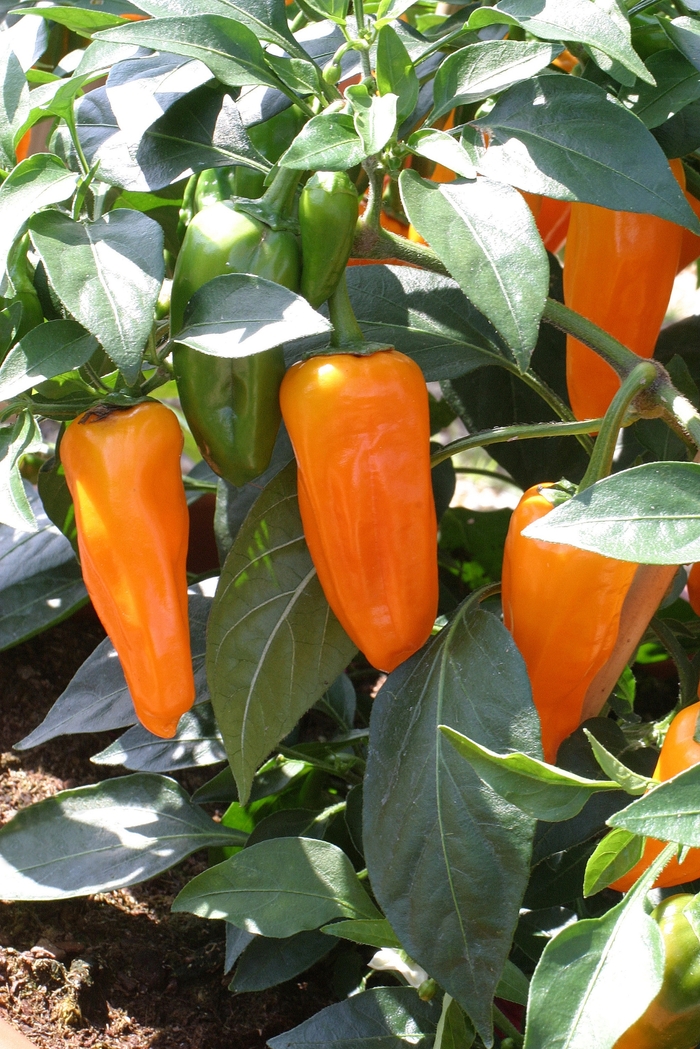 Pepper Cheyenne - Pepper 'Cheyenne Culinary Couture™ ' from RFGN readingfeedandgardennew Upgrade