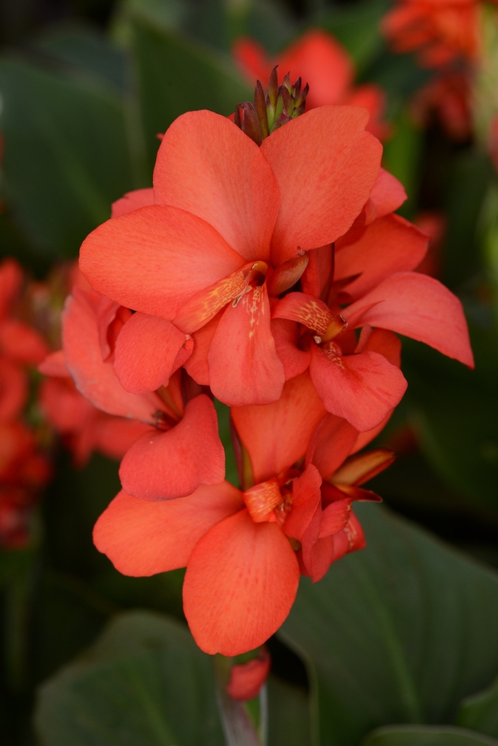 Cannova&reg; Red Shades - Canna x generalis from RFGN readingfeedandgardennew Upgrade