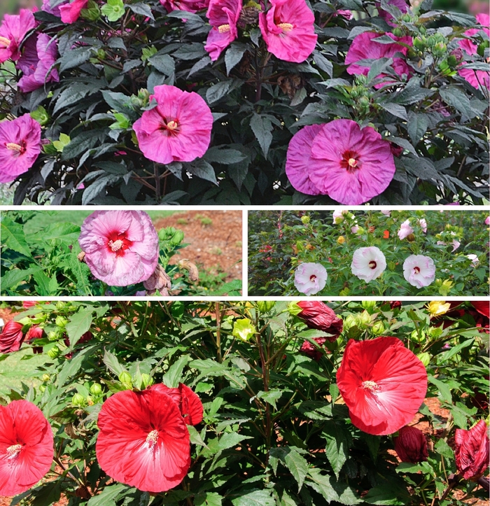 Summerific® - Hibiscus hybrid 'Summerific Series' from RFGN readingfeedandgardennew Upgrade