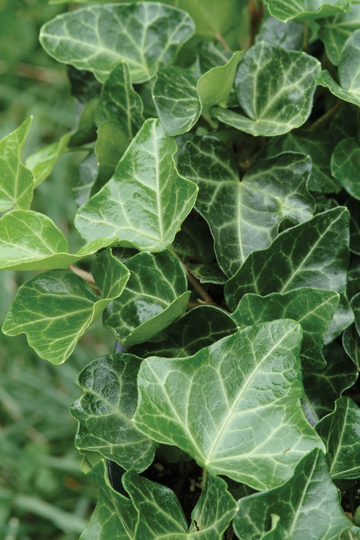English Ivy - Hedera helix 'Thorndale' from RFGN readingfeedandgardennew Upgrade