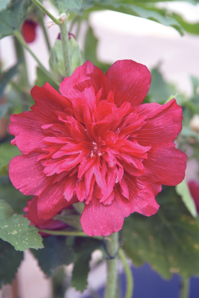 Hollyhock - Alcea 'Indian Springs Celebrities Carmine' from RFGN readingfeedandgardennew Upgrade