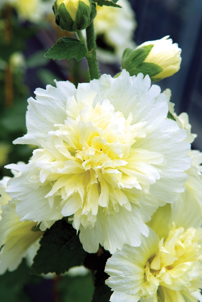 Hollyhock - Alcea Celebrities 'Lemon' from RFGN readingfeedandgardennew Upgrade