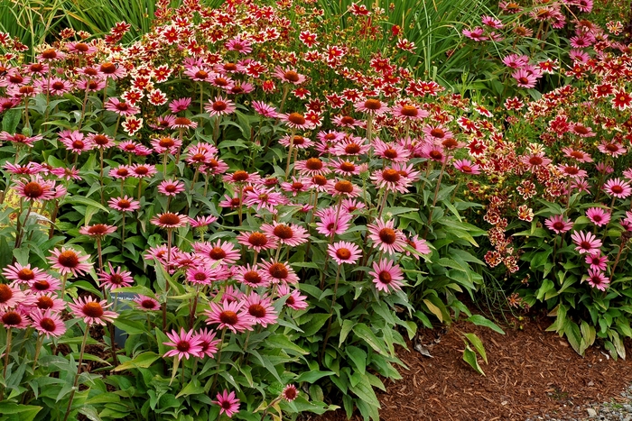 Coneflower - Echinacea 'Satin Nights' from RFGN readingfeedandgardennew Upgrade