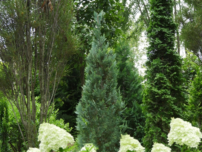 Pinpoint® Blue False Cypress - Chamaecyparis lawsoniana 'SMNCLBF' PP30707 from RFGN readingfeedandgardennew Upgrade