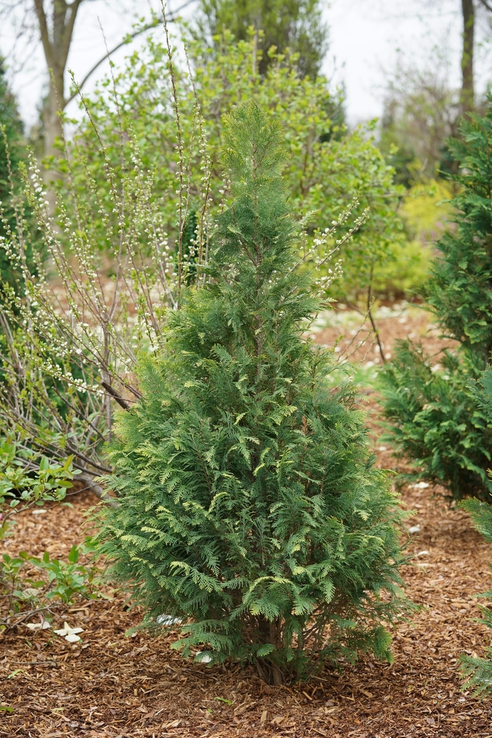 Pinpoint® Blue and Gold - Chamaecyparis lawsoniana 'SMNCLGTB' PP30708 (False Cypress) from RFGN readingfeedandgardennew Upgrade