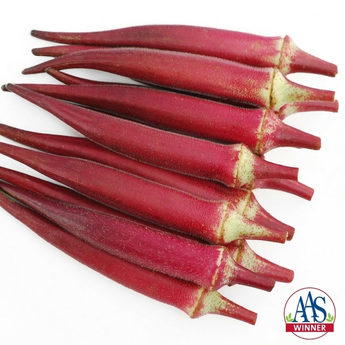 Okra - Abelmoschus esculentus 'Candle Fire' from RFGN readingfeedandgardennew Upgrade