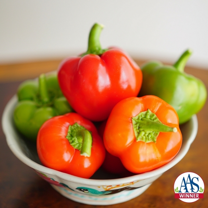 Pepper - Capsicum annuum 'Chili Pie' from RFGN readingfeedandgardennew Upgrade