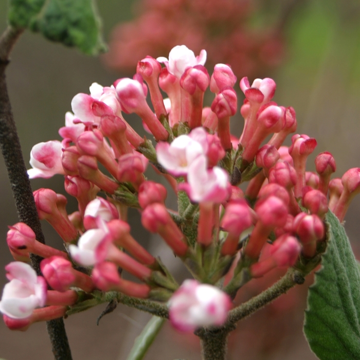 'Spice Girl®' Korean Spice Viburnum - Viburnum carlesii from RFGN readingfeedandgardennew Upgrade