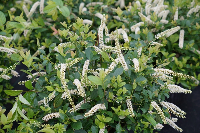 Scentlandia® - Sweetspire Itea virginica from RFGN readingfeedandgardennew Upgrade