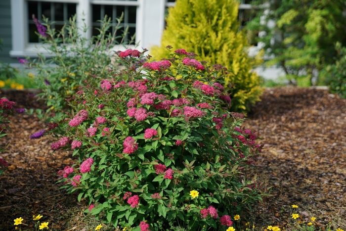 Double Play Doozie® - Spiraea x from RFGN readingfeedandgardennew Upgrade