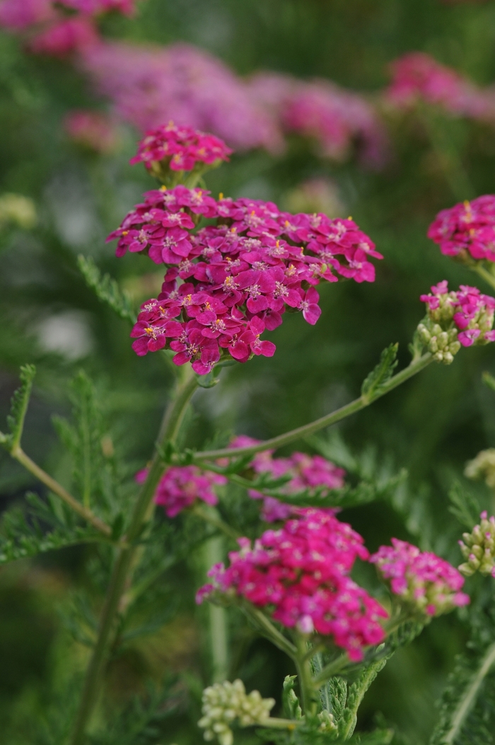 Song Siren™ Layla Yarrow - Achillea millefolium from RFGN readingfeedandgardennew Upgrade