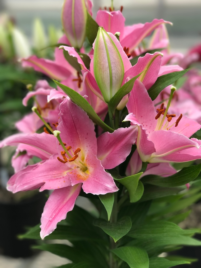 Lily Looks Sunny Camino - Lilium 'Sunny Camino' PPAF (Oriental Lily) from RFGN readingfeedandgardennew Upgrade