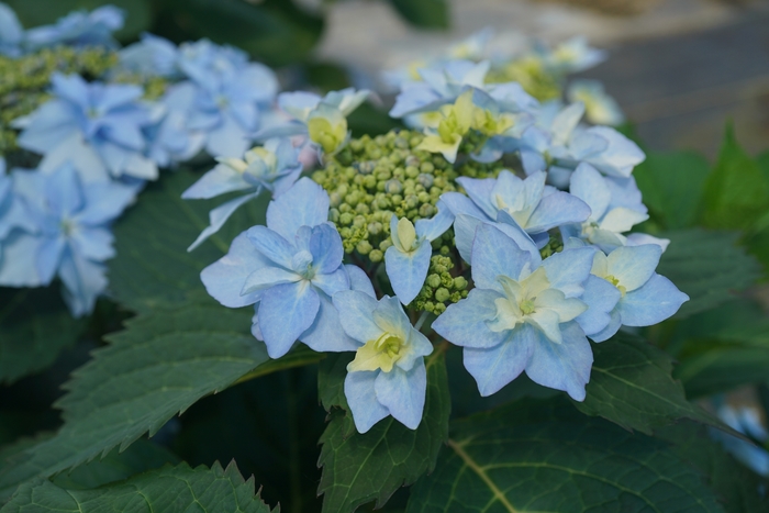 Tuff Stuff Ah-Ha&reg; - Reblooming Mountain Hydrangea from RFGN readingfeedandgardennew Upgrade