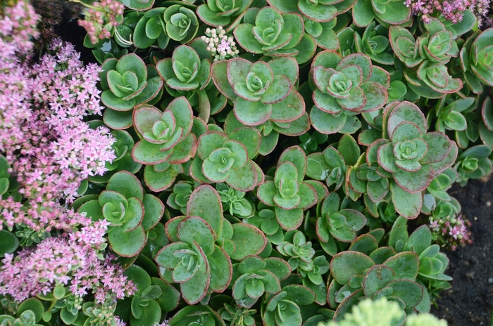 Lime Zinger Stonecrop Sedum - Sedum 'Lime Zinger' from RFGN readingfeedandgardennew Upgrade