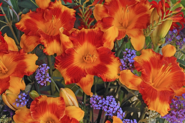 Daylily - Hemerocallis fulva 'Adorable Tiger' from RFGN readingfeedandgardennew Upgrade