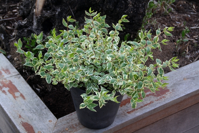 'Bella Donna' Abelia - Abelia grandiflora from RFGN readingfeedandgardennew Upgrade