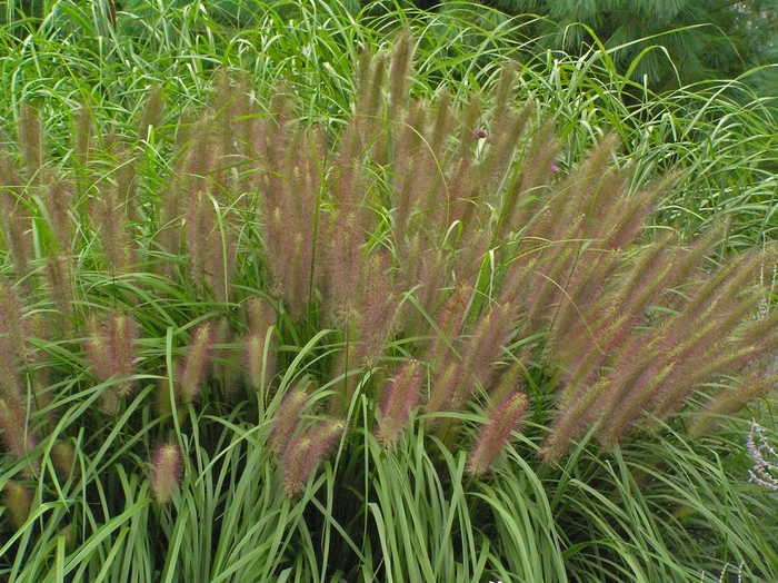 Red Head Fountain Grass - Pennisetum alopecuroides 'Red Head' from RFGN readingfeedandgardennew Upgrade