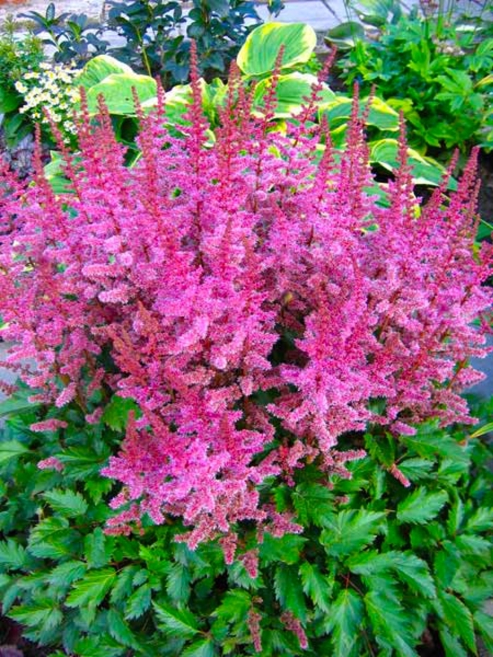 Finale False Spirea - Astilbe chinensis ''Finale'' (False Spirea) from RFGN readingfeedandgardennew Upgrade