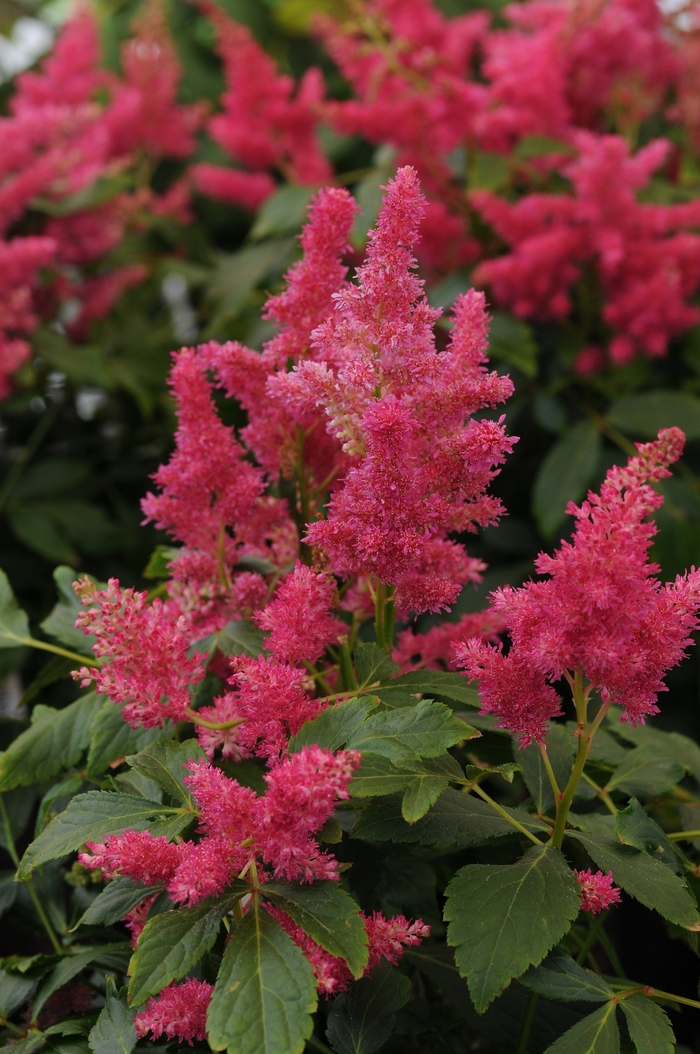 False Spirea - Astilbe 'Fireberry' from RFGN readingfeedandgardennew Upgrade