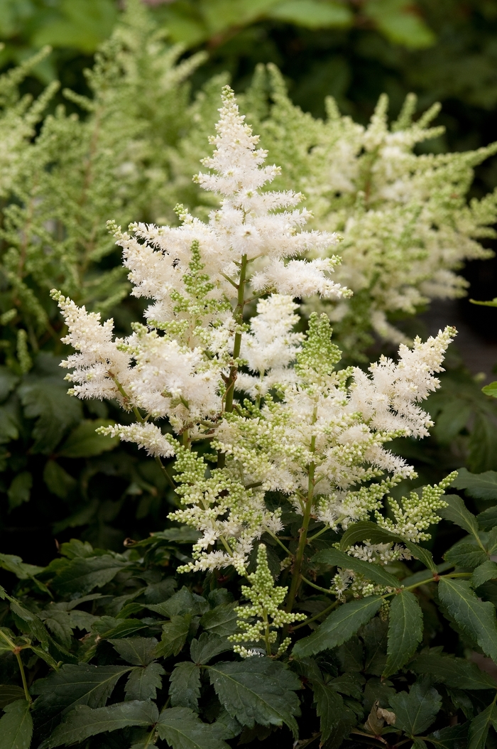 Japanese White Spirea - Astilbe japonica 'White' (False Spirea) from RFGN readingfeedandgardennew Upgrade