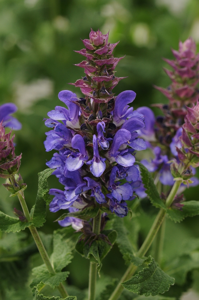 'Blue Marvel' Meadow Sage - Salvia nemorosa from RFGN readingfeedandgardennew Upgrade