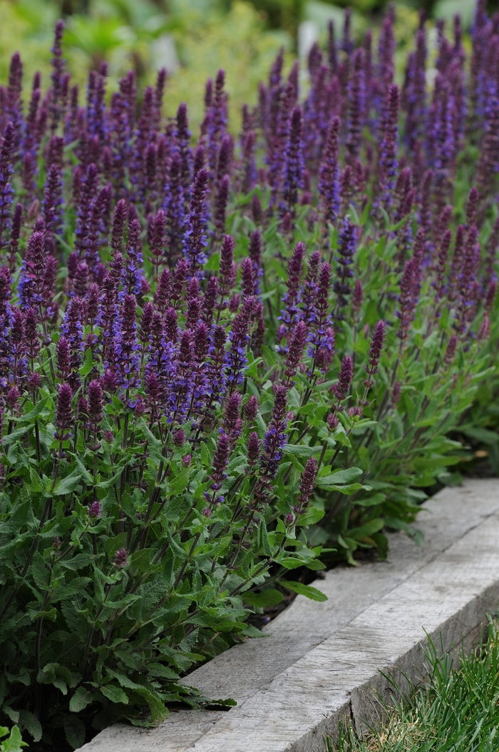 Lyrical™ Blues - Salvia nemorosa (Meadow Sage) from RFGN readingfeedandgardennew Upgrade