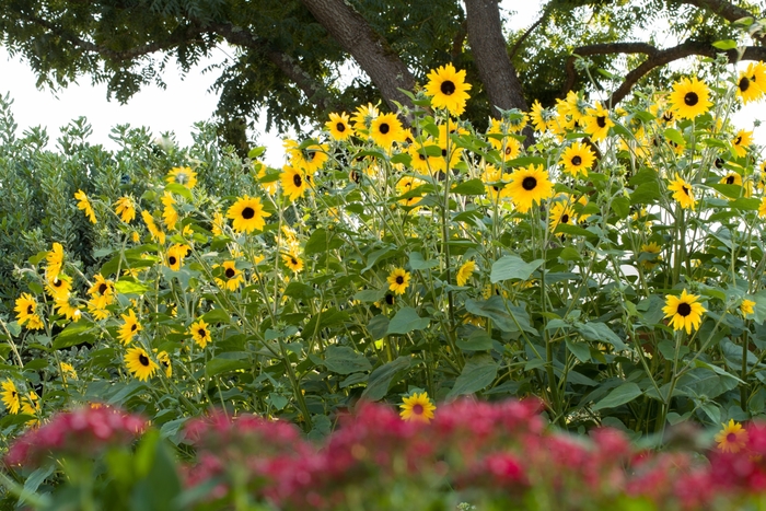 Sunflower - Helianthus annuus 'Sunfinity Dark Yellow' from RFGN readingfeedandgardennew Upgrade