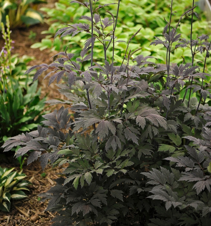 Black Snakeroot - Actaea 'Chocoholic' from RFGN readingfeedandgardennew Upgrade