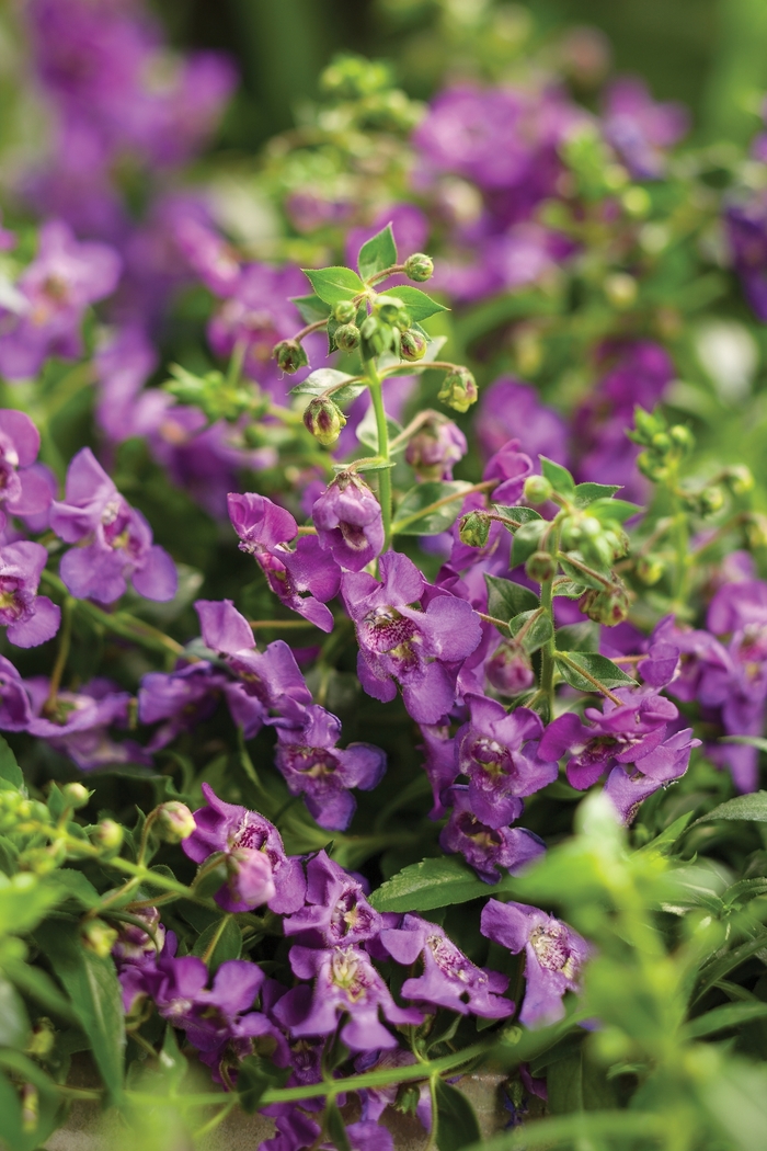 Carita™ Summer Snapdragon - Angelonia a. 'Angelface Cascade Blue' from RFGN readingfeedandgardennew Upgrade