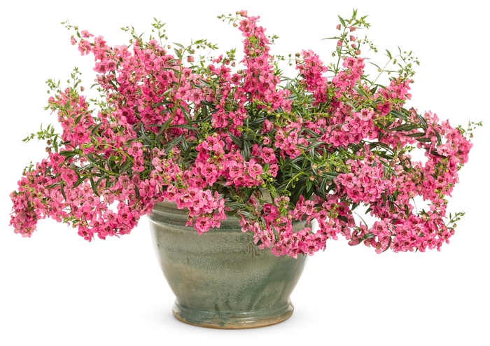 Carita™ Summer Snapdragon - Angelonia a. 'Angelface Cascade Pink' from RFGN readingfeedandgardennew Upgrade