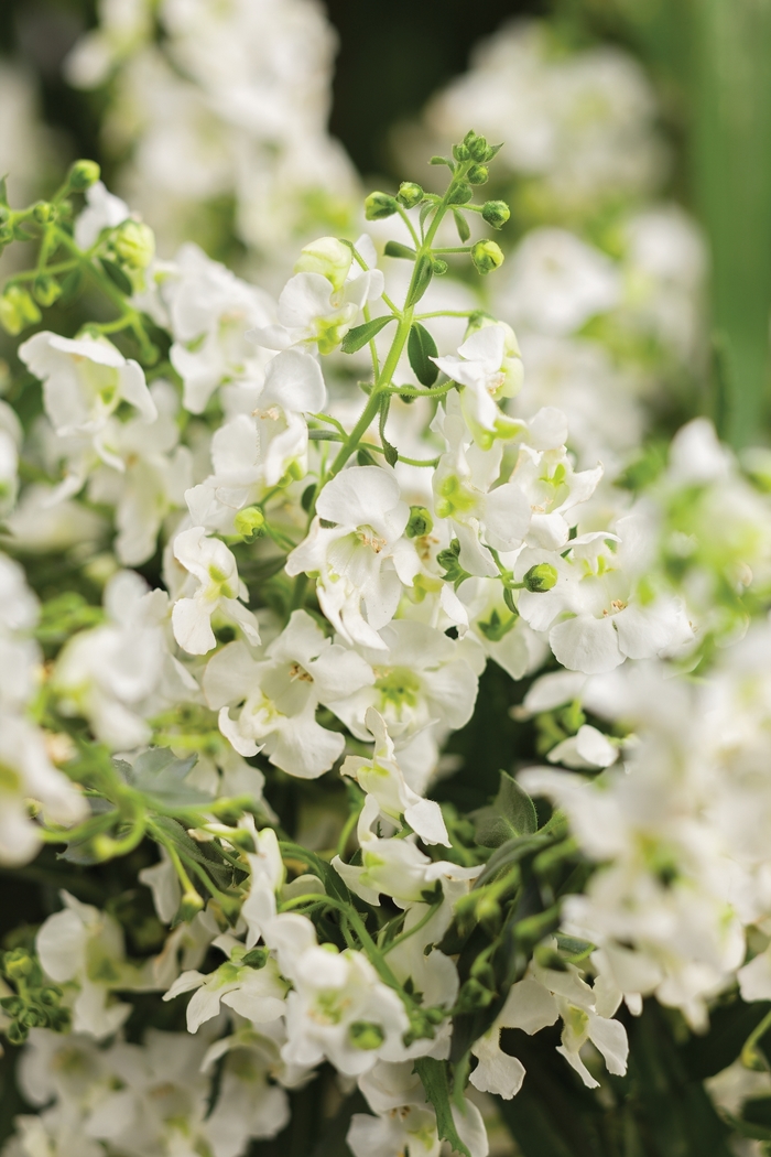 Carita™ Summer Snapdragon - Angelonia a. 'Angelface Cascade White' from RFGN readingfeedandgardennew Upgrade