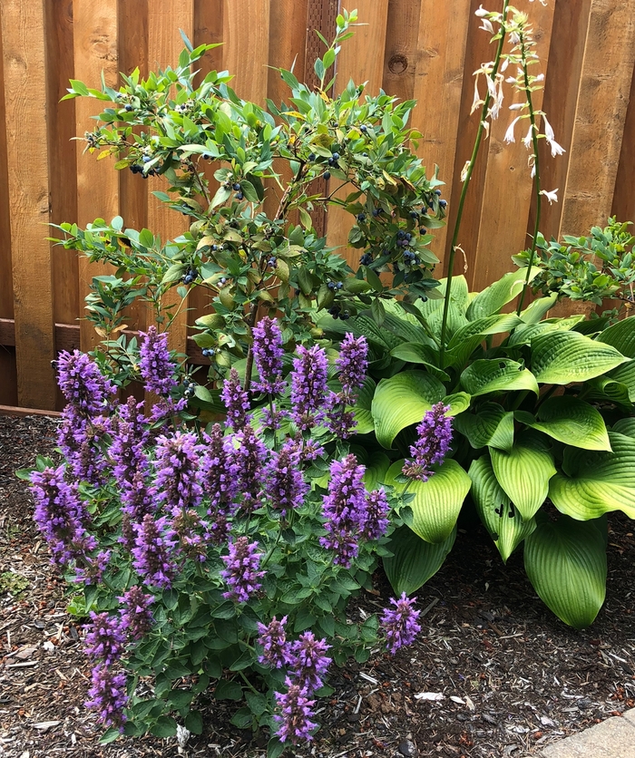 Hummingbird Mint - Agastache 'Poquito Dark Blue' from RFGN readingfeedandgardennew Upgrade