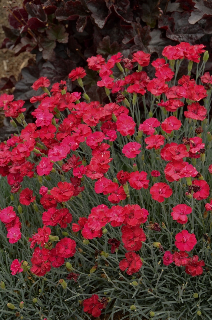 Cheddar Pink - Dianthus x ''Frosty Fire'' from RFGN readingfeedandgardennew Upgrade