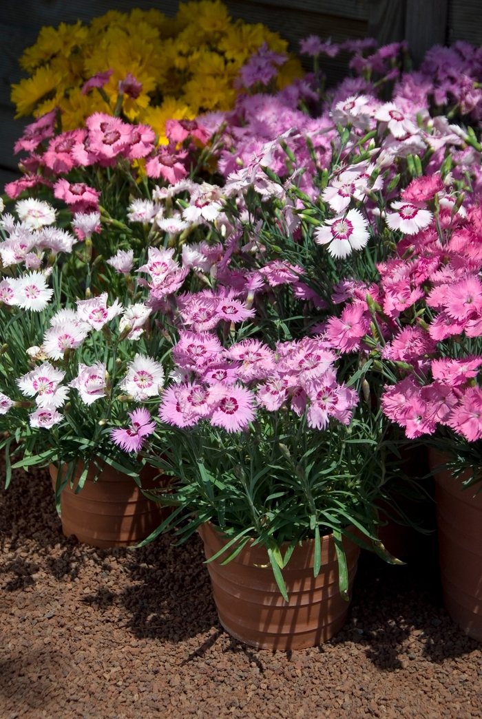 'Sweetness Mix' Pinks - Dianthus plumarius from RFGN readingfeedandgardennew Upgrade