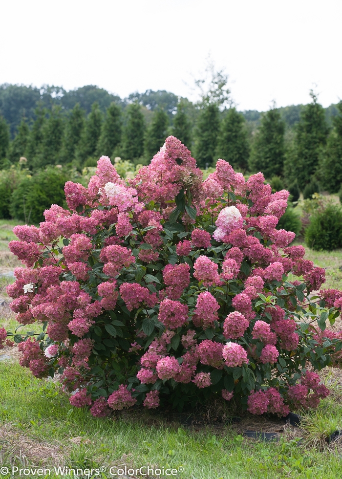 Fire Light® - Hydrangea paniculata from RFGN readingfeedandgardennew Upgrade