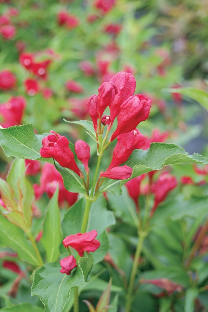 Sonic Bloom® 'Red' - Weigela florida from RFGN readingfeedandgardennew Upgrade